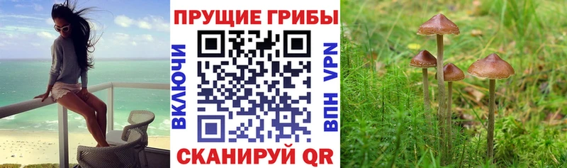 Галлюциногенные грибы Cubensis  купить наркоту  darknet состав  Вяземский  kraken как войти 